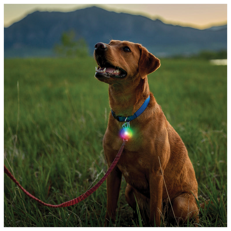 Load image into Gallery viewer, Nite Ize Spotlit Recharge Collar Light: Illuminate Your Pet's Nighttime Adventures!