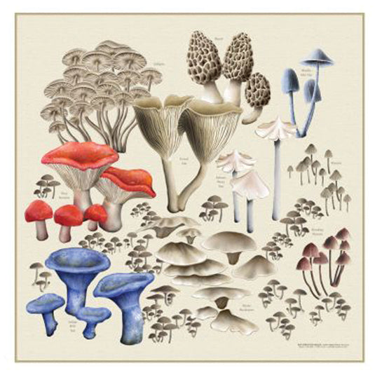 THE-PRINTED-IMAGE-Hats-PKMT0598