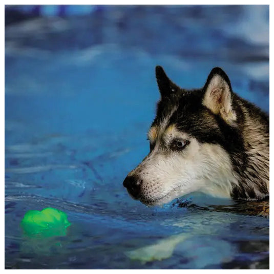 Nite Ize Glowstreak Wild Ball-Disc-O: Light-Up Fun for Pets and People!