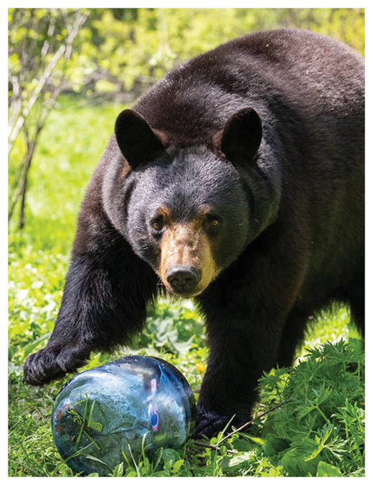 BEARVAULT-Travel-Shipping-Cases-TSCS0498-Bicycle-Travel-Shipping-Cases