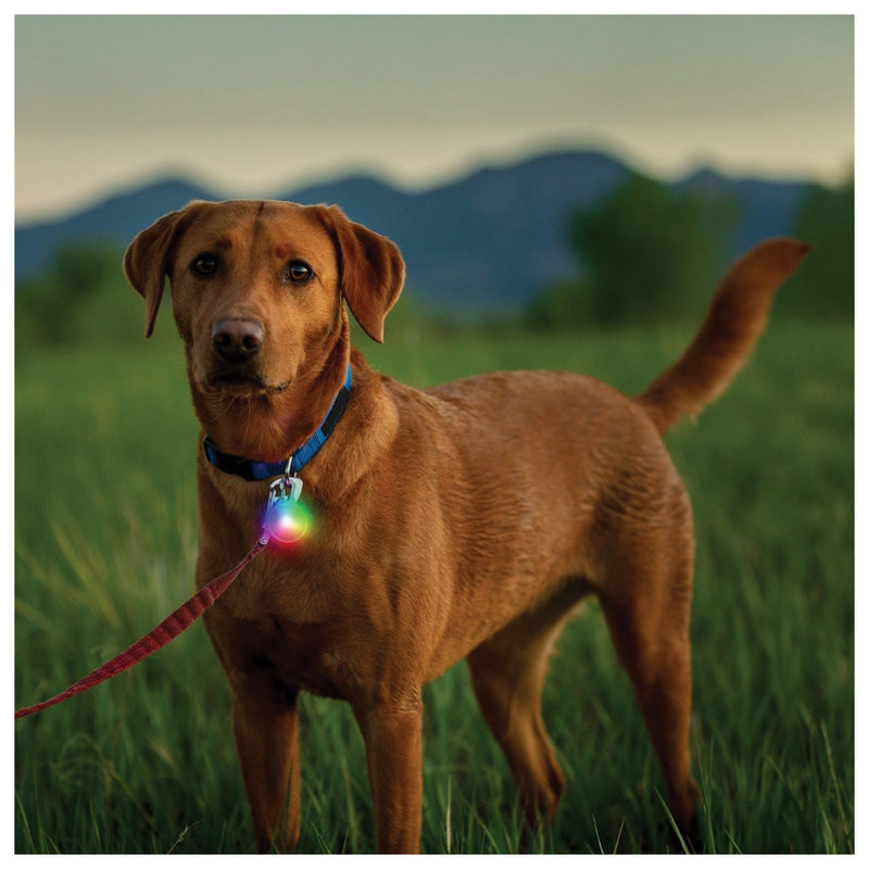 Load image into Gallery viewer, Nite Ize Spotlit Recharge Collar Light: Illuminate Your Pet's Nighttime Adventures!
