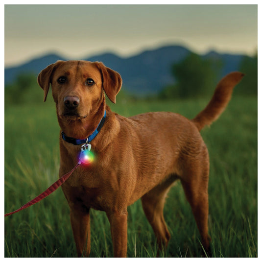 Nite Ize Spotlit Recharge Collar Light: Illuminate Your Pet's Nighttime Adventures!